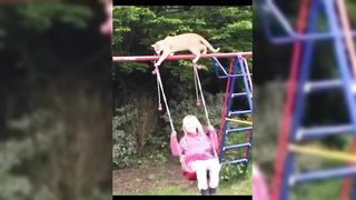 New Funniest Cats Videos Best Of The 2024 Funny Animal Videos part 1