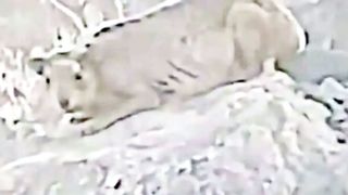 Mecca Strange animals in the mountains of , what are the real facts