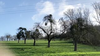 "Ethereal Earth: Cinematic Chronicles of Nature's Euphony"