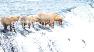 Animals are eating