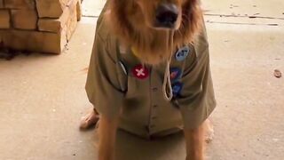 UP deleted scene. #dog #goldenretriever