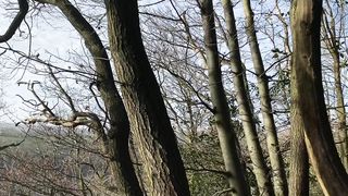 "Serenade of the Earth: A Cinematic Ode to Nature's Ephemeral Dance"