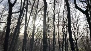 "Cinematic Canopy: Exploring Nature's Spectacular Symphony"