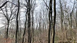 "Cinematic Wilderness Reverie: A Visual Symphony of Earth's Delights"