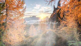 Mountain trees forest