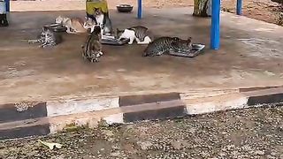 WELCOME TO SHELTER KUCING 2024