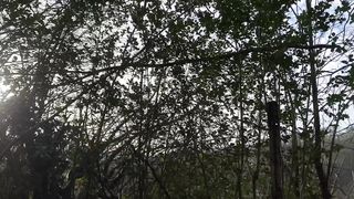 "Spectral Serenity: Cinematic Whispers of Nature's Silent Beauty"