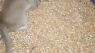funny videos of Pja