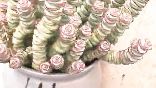DIY Natural #shorts #DIY #Reels (41)_cut
