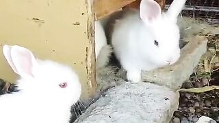 GOOD NEWS AT CUSTOMER END, CUSTOMER IS UPDATING ABOUT THE BUNNIES