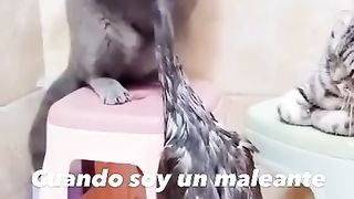 funny videos of Pja