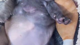 Sleepy dog