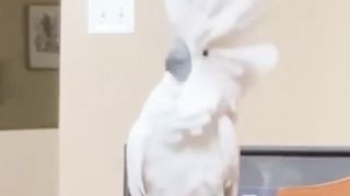 I Can't With These Pets!!