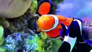 Colorful Fishes