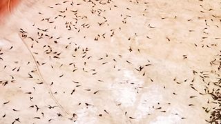 Puasa kan minimal 6 jam sebelum melakukan pergantian air kolam