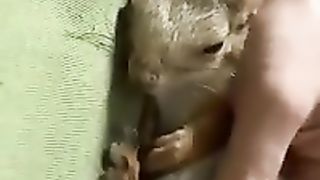 Белка Чип Спит в руках