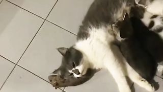 funny videos of Pja