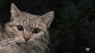 Скрытный Одиночка- Милый Дикий Барсик Лесной кот