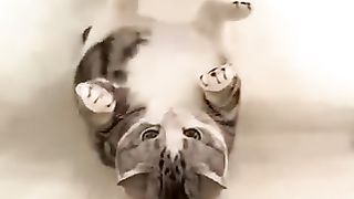 ???? Держи вора- ???? Смешное видео с кошками и котятами
