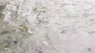 Kalian sudah dapat KEUNTUNGAN berapa di segmen pembesaran ikan lele❓