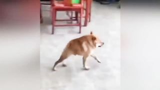 Эти Существа Настоящие Невероятные мутации у животных созданные учёными