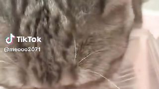 2 TANGAN KUCING DIGUNAKAN UNTUK MAKAN