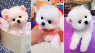 Funny and Cute Pomeranian- Pomeranian Dog {[3}] FUNNY VIDEOS/FUNNY VIDEOS