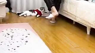 Kucing Anabul Kocak Mengikuti Gaya Jalan Majikannya