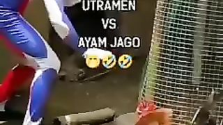 Ultraman VS Ayam Jago