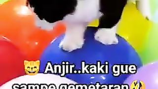 Kucing Gemetaran Berjalan Di Atas Balon