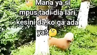 Kucing Belang Kocak Sembunyi Dari Kejaran Doggy