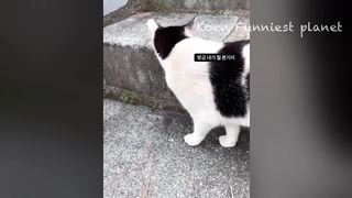 Funny Dogs And Cats Videos 2023 ????