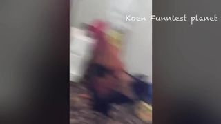 Funny Dogs And Cats Videos 2024 ????