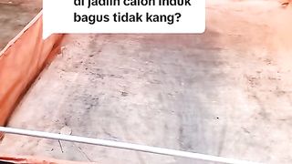 Cetak indukan lele dari lele BONGSORAN, bagus atau tidak❓