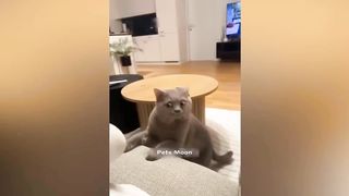 Funniest Animals ????