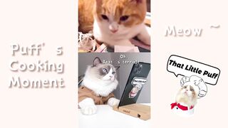 cute cat moment