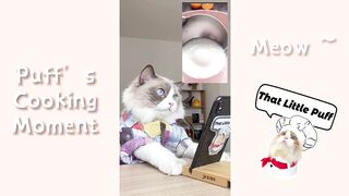 cat cooking egg moment