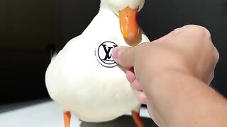 Cute duck