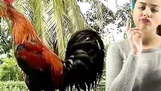 crowing rooster | funny animals sound