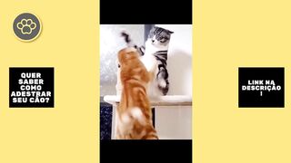 FUNNY ANIMALS VIDEOS TRY NOT TO LAUGH