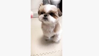 Cute Puppy tiktok
