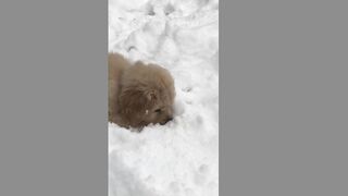 Puppy with Snow (Tik Tok)
