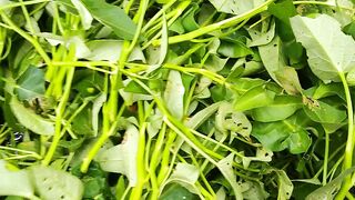 harvest kale