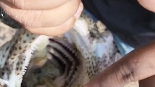sharp tooth fish