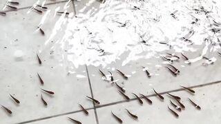 flood effect, fish enter the house
