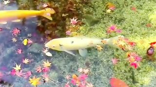 Beautiful Koi
