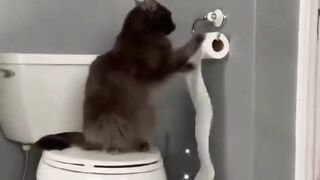 Funny Cat | Video kucing lucu