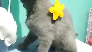 Cute cate