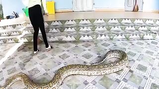 Terrified Alone Girl Faces With A Giant Golden Snake That Weighs 300 Kg