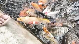 CUTE FISH